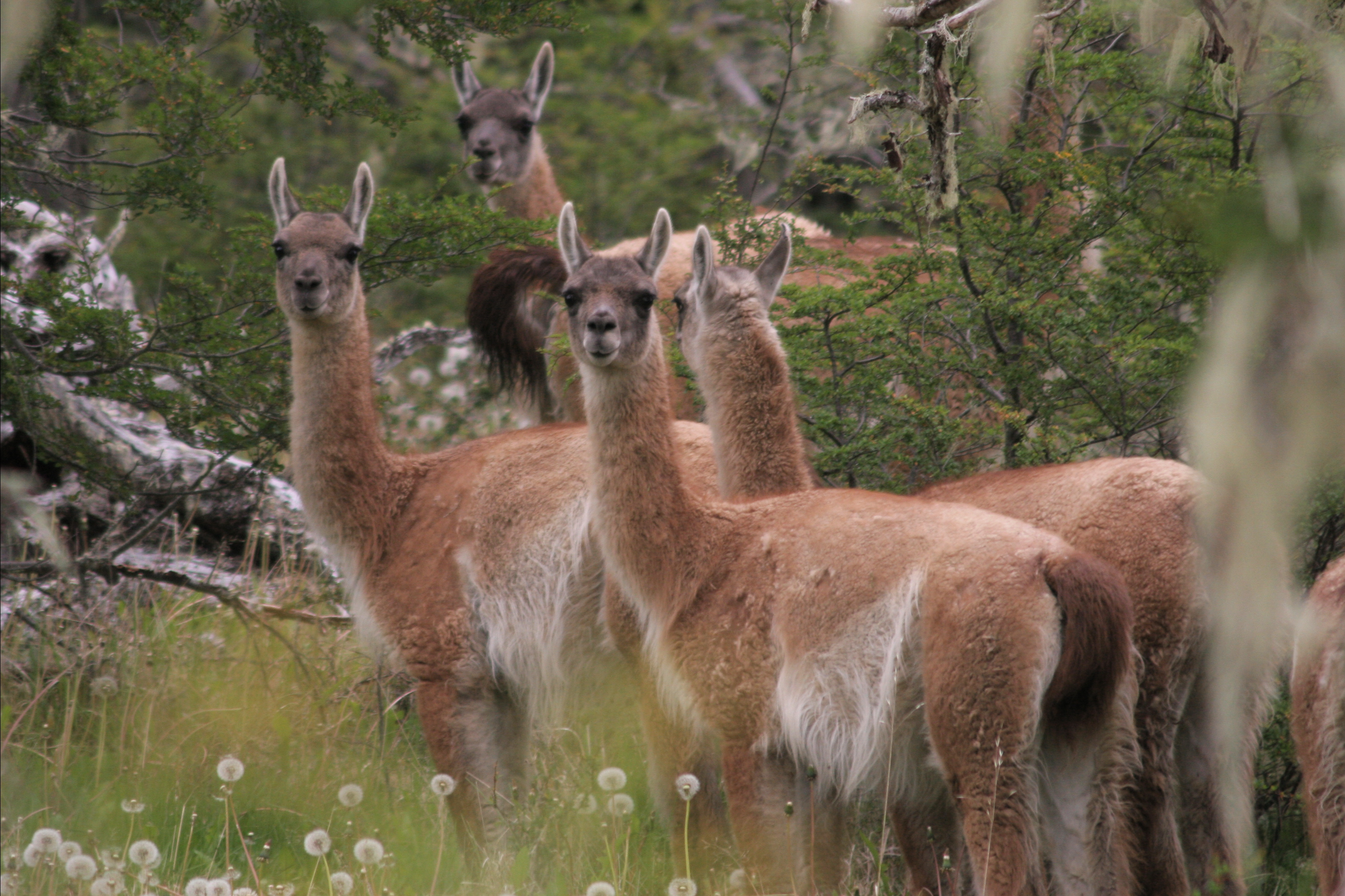 Guanacos en el bosque de lenga, dentro del campo